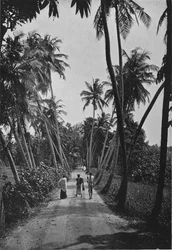 水田を通る道、c1890、1910