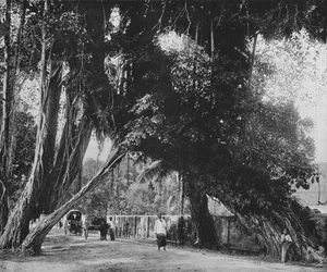 カルタラのバンヤンツリー、c1890、1910