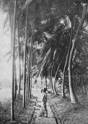 手のひらの夜明け、c1890、1910