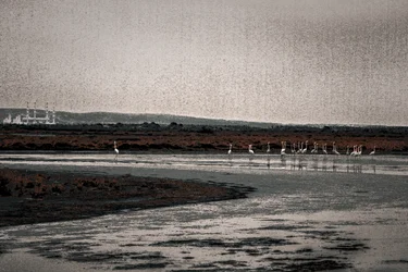 信徒会、シリーズ「Camargue Flamingos」より、2017年（手で塗り直した写真）