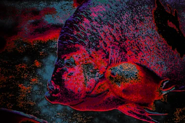 フィンガーリング、2018年（手描きリペイント写真）