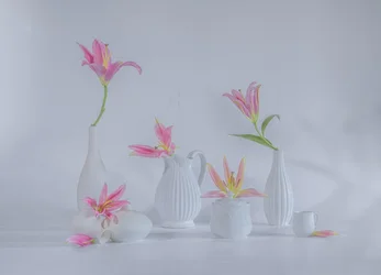 繊細なピンクのユリ