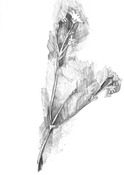 繊細な植物のスケッチ