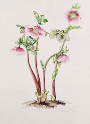 レンテンローズ（Helleborus orientalis）（水彩画