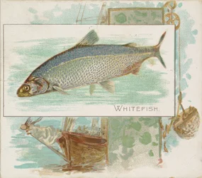 アレンとジンターのシガレット用アメリカンウォーターズシリーズN39の魚からの白身魚、1889年。