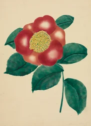 中国の花（水彩）