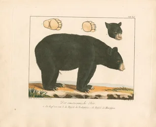 アメリカ熊（手彩色銅版画）