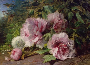牡丹の研究、1874