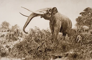 チャタムエレファント、HGウェルズの「歴史の概要」のイラスト、I巻、1920年（リソ）