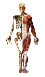 人体の骨格と筋肉の解剖学的プリント