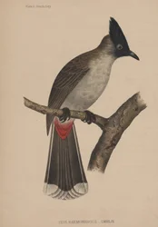 Ixos Haemorrhous（Gmelin）