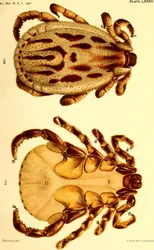 Dermacentor reticulatusのオス。"Cattle ticks (Ixodoidea) of the United States "のイラスト。