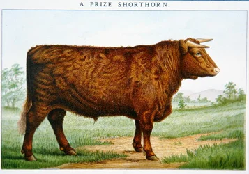 賞品 短角牛（カラーリトグラフ）