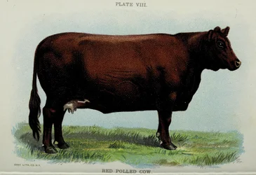 赤い無角牛、Jacob Biggleの「BIGGLE COW BOOK」より