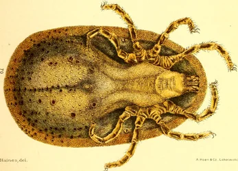 Argus Miniatusの腹面図。D. E. SalmonとCharles Wardellによる「Cattle ticks (Ixodoidea) of the United States」からのイラスト。