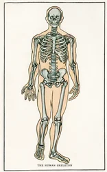 ヴィンテージ人体骨格版画