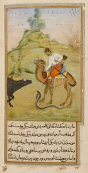 ラクダ乗り、「Anvar-i Suhayli」のイラスト