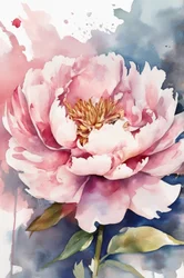 水彩画の牡丹の花