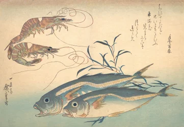 魚づくしシリーズより アジと車海老, 1830s., 1830s.