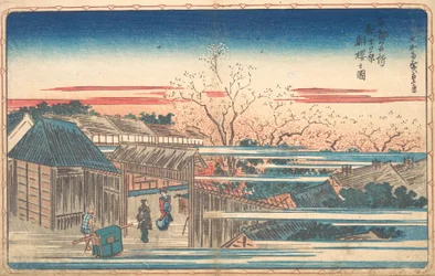 吉原の朝桜。