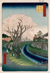 「多摩川堤防の桜」