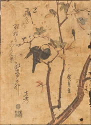 枝で眠っている鳥の研究