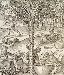 椰子の木から飲み物を作るカーボベルデの住人たち、アンドレ・テヴェ（1504-1592）の『万国宇宙論』からの版画、パリ、アフリカ、1575年