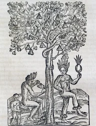 熱帯の薬用植物であるナナの実、アンドレ・テベ（1504-1592）の「万国宇宙論」の版画、パリ