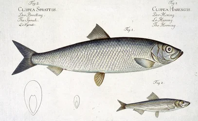 Marcus Elieser Bloch（1723-99）による「Ichthyologie、ou histoire naturelle generale et particuliere des poissons」からのニシン（Clupea Harengus）（図1）およびSprat（Clupea Sprattus）プレートXXIXの彫刻