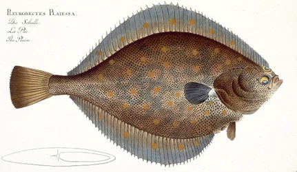 マーカス・エリーザー・ブロック（1723-99）による「魚類学、または魚の一般的および特定の自然史」からのアカガレイ（Pleuronectes Platessa）プレートXLII、c.1785-99発行