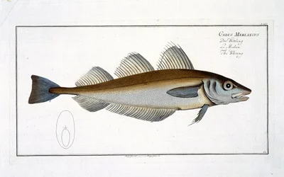 Marcus Elieser Bloch（1723-99）による「魚類学、または魚の一般的および特定の自然史」のホワイティング（Gadus Merlangus）プレートLXV、c.1785-99発行