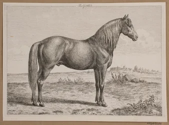 ロルフ。 野原の馬