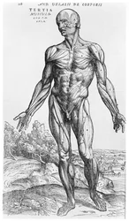 解剖学習作、アンドレアス・ヴェサリウス（1514-64）『人体の構造について』の挿絵、バーゼル、1543年