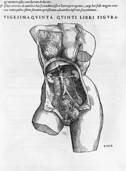 女性胸像の解剖学的ボード。シャルル5世の医師アンドレア・ヴェサリオ（1514-1564）の「Humani corporis fabrica libri septem」に掲載されている版画で、1543年にベールに収められている。