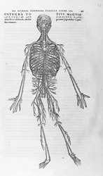 アンドレア・ヴェサリオ（1514 - 1564）、シャルル5世の医師。"Humani corporis fabrica libri septem", Basel 1543.