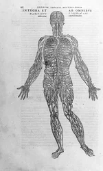 アンドレア・ヴェサリオ（1514 - 1564）、シャルル5世の医師。"Humani corporis fabrica libri septem", Basel 1543.