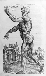 アンドレア・ヴェサリオ（1514-1564年）、カール5世の医師。『人体の構造についての七つの書』、バーゼル、1543年。