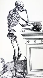 頭蓋骨を手にした人骨。ヴェサリウス著 "De Humani Corporis Fabrica "より。木こりの可能性：ヤン・フォン・カルカル