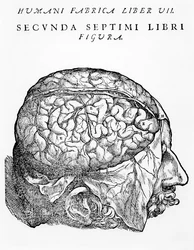 脳、アンドレアス・ヴェサリウス著『人体の構造の概要』からの挿絵、バーゼル刊、1543年