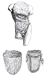 De Humani Corporis Fabricaの5冊目の版