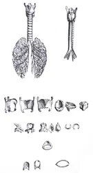 De Humani Corporis Fabricaの最初の本のプレート