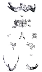 De Humani Corporis Fabricaの最初の本のプレート