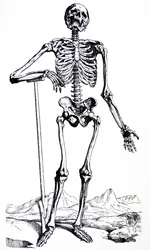 De Humani Corporis Fabricaの最初の本のプレート