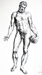 De Humani Corporis Fabricaの7番目の本のプレート