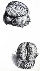 De Humani Corporis Fabricaの7番目の本のプレート