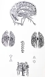 De Humani Corporis Fabricaの3冊目のプレート