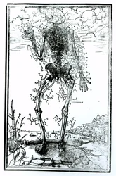 体の血管系