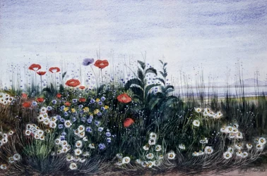 野の花。アンドリュー・ニコル（1804-1886）作 個人蔵