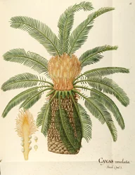 サゴヤシ (Cycas revoluta Thunb)、ソテツ科、Angela Rossi Bottione 作、水彩