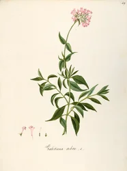 バレリアン科、レッド バレリアン (Centranthus ruber)、花壇やロッキー ガーデン用の草本多年生植物、イタリアで自然発生、Angela Rossi Bottione と同僚作、水彩